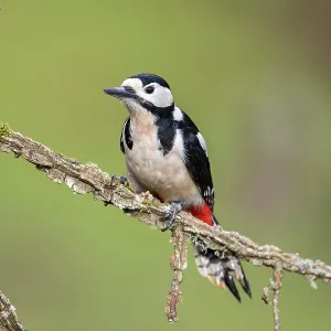Great Spotted Woodpecker - Male - UK Great Spotted Woodpecker - Male - UK