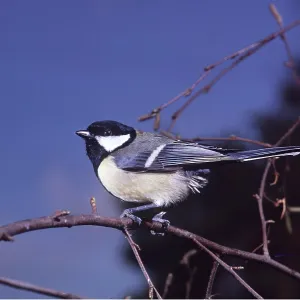 GREAT TIT - on branch GREAT TIT - on branch