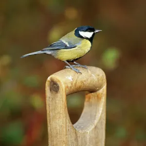 Great Tit - on fork handle Great Tit - on fork handle
