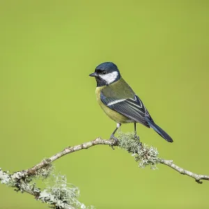 Great Tit - UK Great Tit - UK