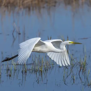 Great White Egret - Flight - UK Great White Egret - Flight - UK