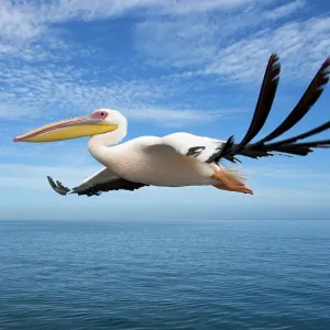 Great White Pelican - In flight over the Atlantic Great White Pelican - In flight over the Atlantic