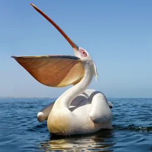 Great White Pelican - with bill wide open - wide Great White Pelican - with bill wide open - wide