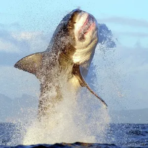 Great White Shark - breaching Great White Shark - breaching