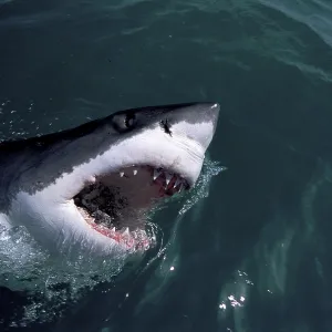 Great White Shark with head out of water Great White Shark with head out of water