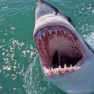 Great White Shark with head out of water and mouth open Great White Shark with head out of water and mouth open