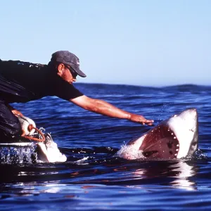 Great White / White / White Pointer SHARK - being Great White / White / White Pointer SHARK - being