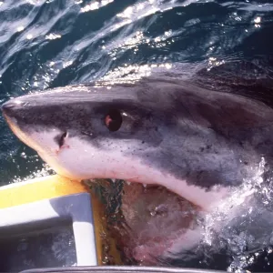 Great White / White / White Pointer SHARK - BITES BOAT Great White / White / White Pointer SHARK - BITES BOAT