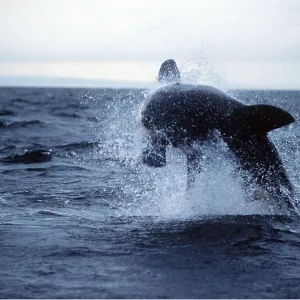 Great White / White / White Pointer SHARK - Breaching Great White / White / White Pointer SHARK - Breaching