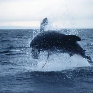 Great White / White / White Pointer SHARK - Breaching Great White / White / White Pointer SHARK - Breaching