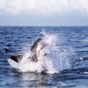 Great White / White / White Pointer SHARK - Breaching Great White / White / White Pointer SHARK - Breaching