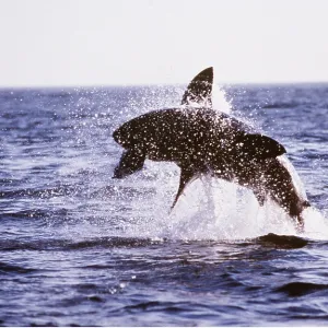 Great White / White / White Pointer SHARK - breaching Great White / White / White Pointer SHARK - breaching