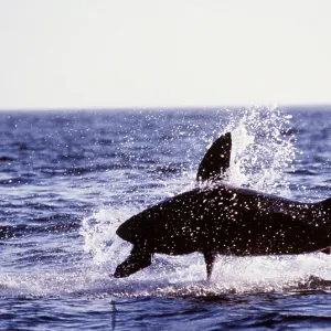 Great White / White / White Pointer SHARK - breaching Great White / White / White Pointer SHARK - breaching