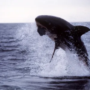 Great White / White / White Pointer SHARK - breaching Great White / White / White Pointer SHARK - breaching