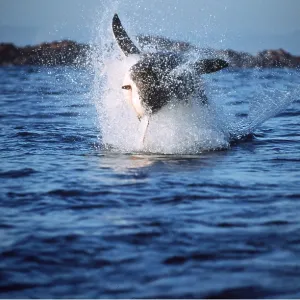 Great White / White / White Pointer SHARK - Breaching Great White / White / White Pointer SHARK - Breaching