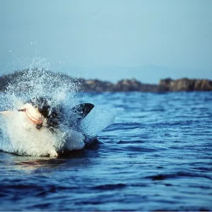 Great White / White / White Pointer SHARK - Breaching Great White / White / White Pointer SHARK - Breaching