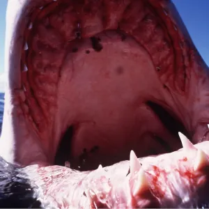 Great White / White / White Pointer SHARK - C/U TEETH Great White / White / White Pointer SHARK - C/U TEETH