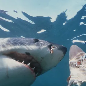 Great White / White / White Pointer SHARK - chasing bait Great White / White / White Pointer SHARK - chasing bait