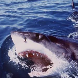 Great White / White / White Pointer SHARK - Emerging Great White / White / White Pointer SHARK - Emerging