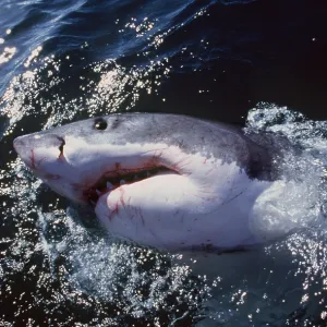 Great White / White / White Pointer SHARK - Emerging Great White / White / White Pointer SHARK - Emerging