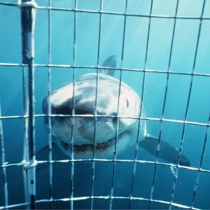 Great White / White / White Pointer SHARK - facing Great White / White / White Pointer SHARK - facing