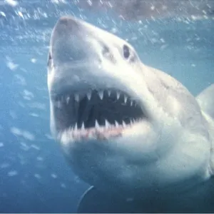 Great White / White / White Pointer SHARK - Head and teeth Great White / White / White Pointer SHARK - Head and teeth