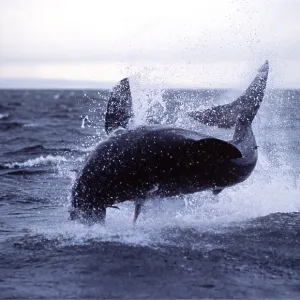 Great White / White / White Pointer SHARK leaping Great White / White / White Pointer SHARK leaping