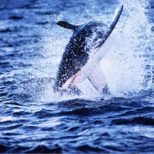 Great White / White / White Pointer SHARK - Leaping Great White / White / White Pointer SHARK - Leaping