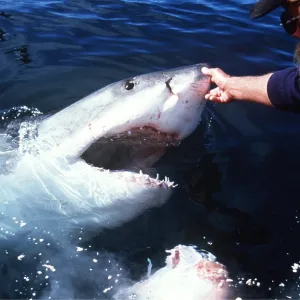 Great White / White / White Pointer SHARK - Man Great White / White / White Pointer SHARK - Man