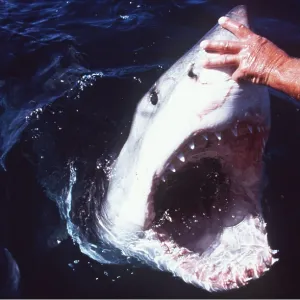Great White / White / White Pointer SHARK - man Great White / White / White Pointer SHARK - man