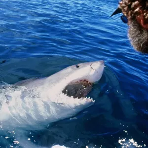 Great White / White / White Pointer SHARK - & MAN Great White / White / White Pointer SHARK - & MAN