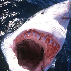 Great White / White / White Pointer SHARK - MOUTH OPEN Great White / White / White Pointer SHARK - MOUTH OPEN