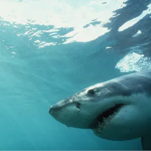 Great White / White / White Pointer SHARK - near Great White / White / White Pointer SHARK - near