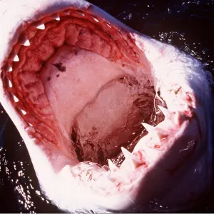 Great White / White / White Pointer SHARK - Open Great White / White / White Pointer SHARK - Open
