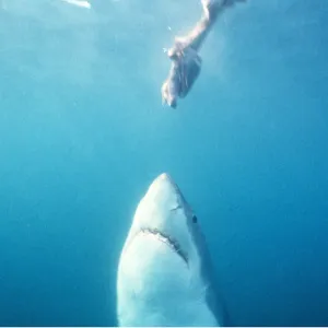 Great White / White / White Pointer SHARK - rising for bait Great White / White / White Pointer SHARK - rising for bait