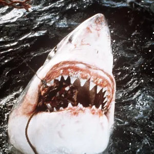Great White / White / White Pointer SHARK - taking bait Great White / White / White Pointer SHARK - taking bait