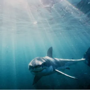 Great White / White / White Pointer SHARK - underwater Great White / White / White Pointer SHARK - underwater