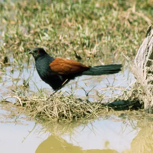 Greater Coucal / Crow Pheasant Greater Coucal / Crow Pheasant