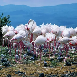 Greater FLAMINGO - Breeding colony Greater FLAMINGO - Breeding colony