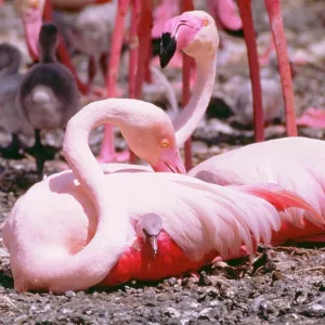 Greater FLAMINGO - with chick Greater FLAMINGO - with chick