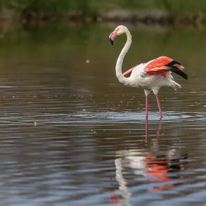 Greater Flamingo - Spain Greater Flamingo - Spain
