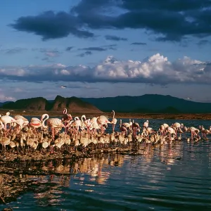 Greater FLAMINGOS Greater FLAMINGOS