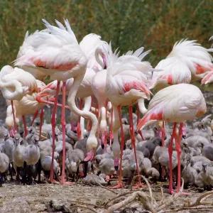 GREATER FLAMINGOS GREATER FLAMINGOS
