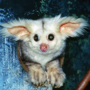 Greater Glider - looking out of hollow Greater Glider - looking out of hollow