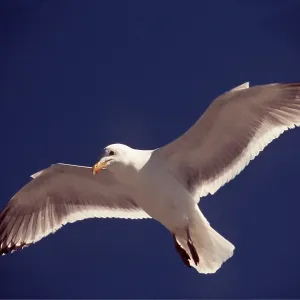 Greater / Great black-backed GULL - In Flight