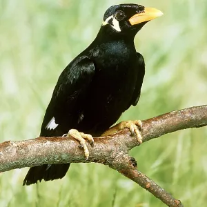 Greater Hill MYNAH / Southern Grackle - perched on branch Greater Hill MYNAH / Southern Grackle - perched on branch