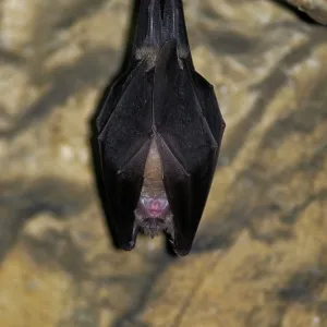 Greater Horseshoe Bat - hibernating in a Jura mountain's Greater Horseshoe Bat - hibernating in a Jura mountain's