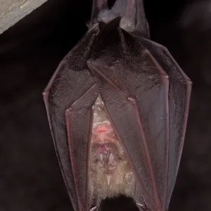Greater Horseshoe Bat - hibernation at cave