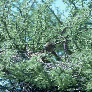 Greater Kestrel - on nest in Acacia tree Greater Kestrel - on nest in Acacia tree