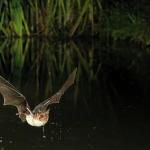 Greater Mouse-eared Bat - in flight drinking from Greater Mouse-eared Bat - in flight drinking from
